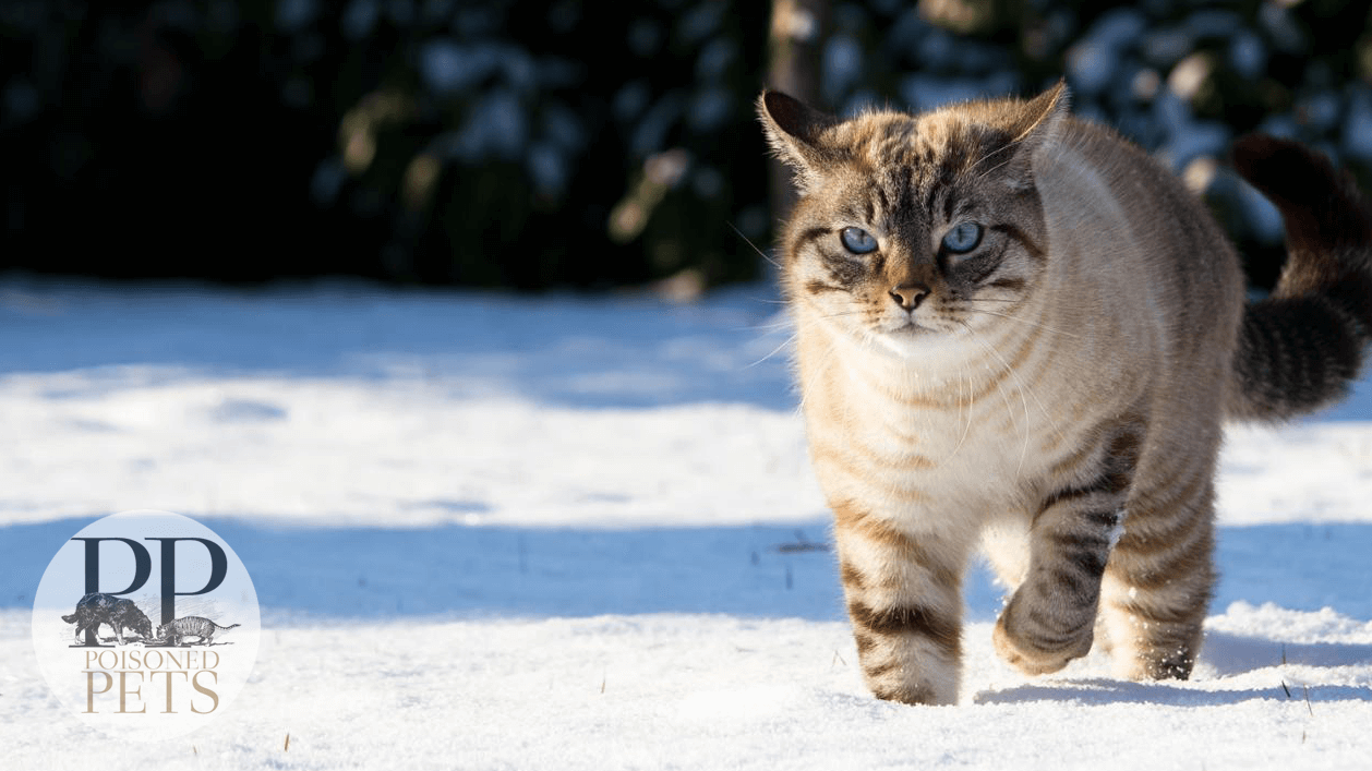 lynx-point-siamese-cat-snow