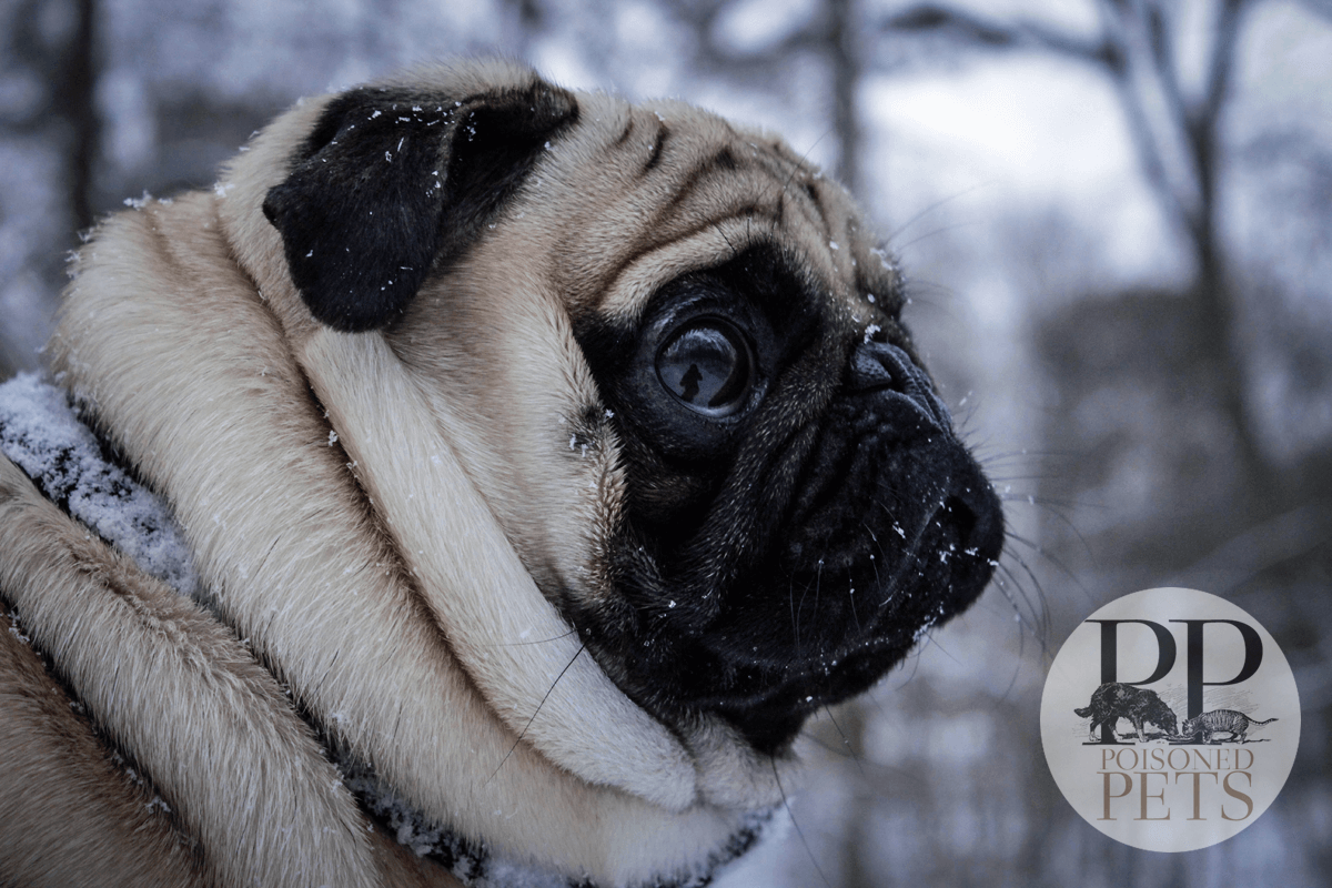 evanger's pug dog food puppy-dog-eyes-in-the-snow