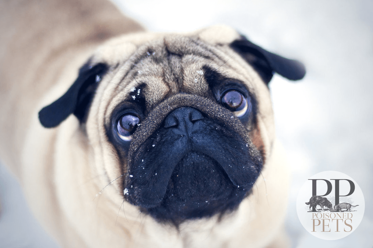 pug-snow-winter-evangers-dog-food-pet-food-recall-horse-meat-pentobarbital