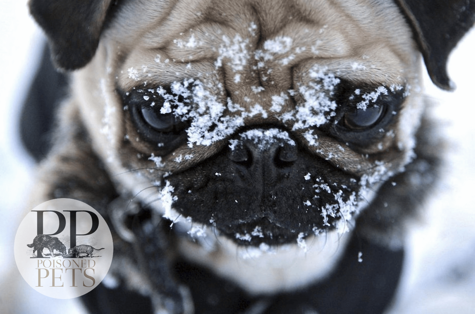 sad-pug-snow-deadly-dog-food