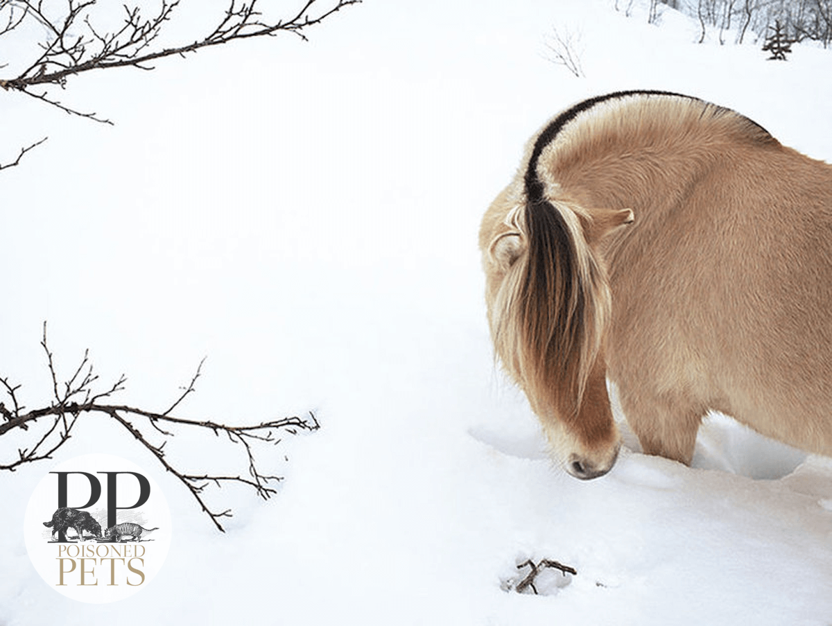 Tim-Flach-horse-snow