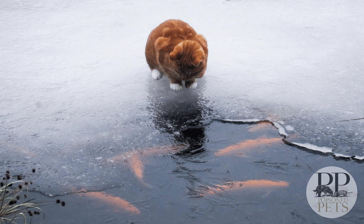 fish-and-cat-frozen-lake-cat-food-recall