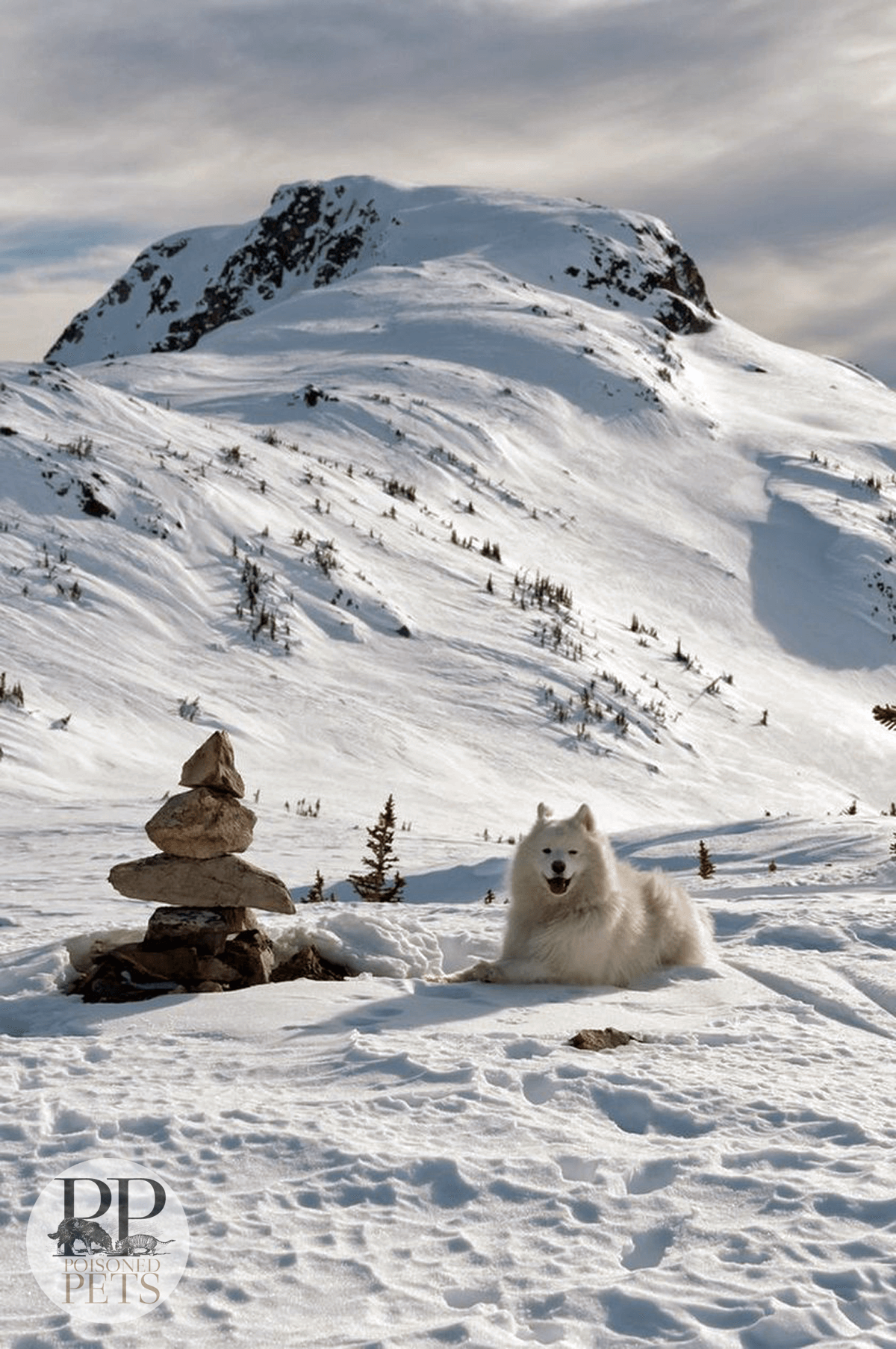 husky-in-snow