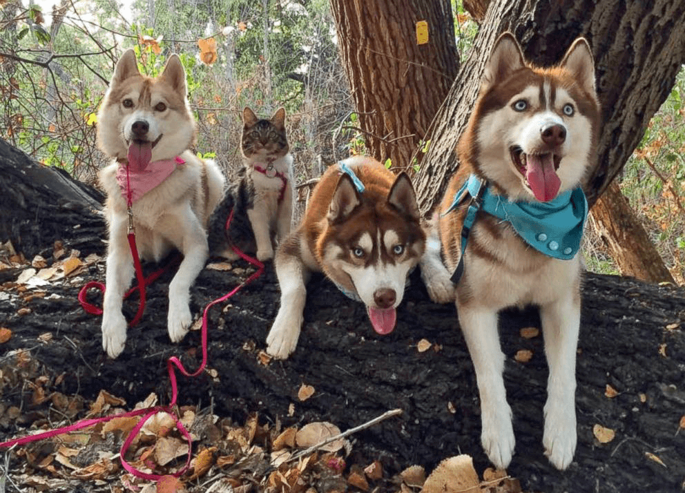 Cat-and-Husky-dogs-friends