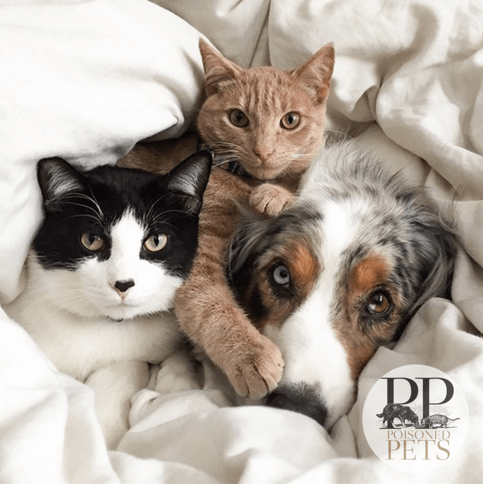 dogs-and-cats-best-friends-lay-in-bed-snuggling-pet food