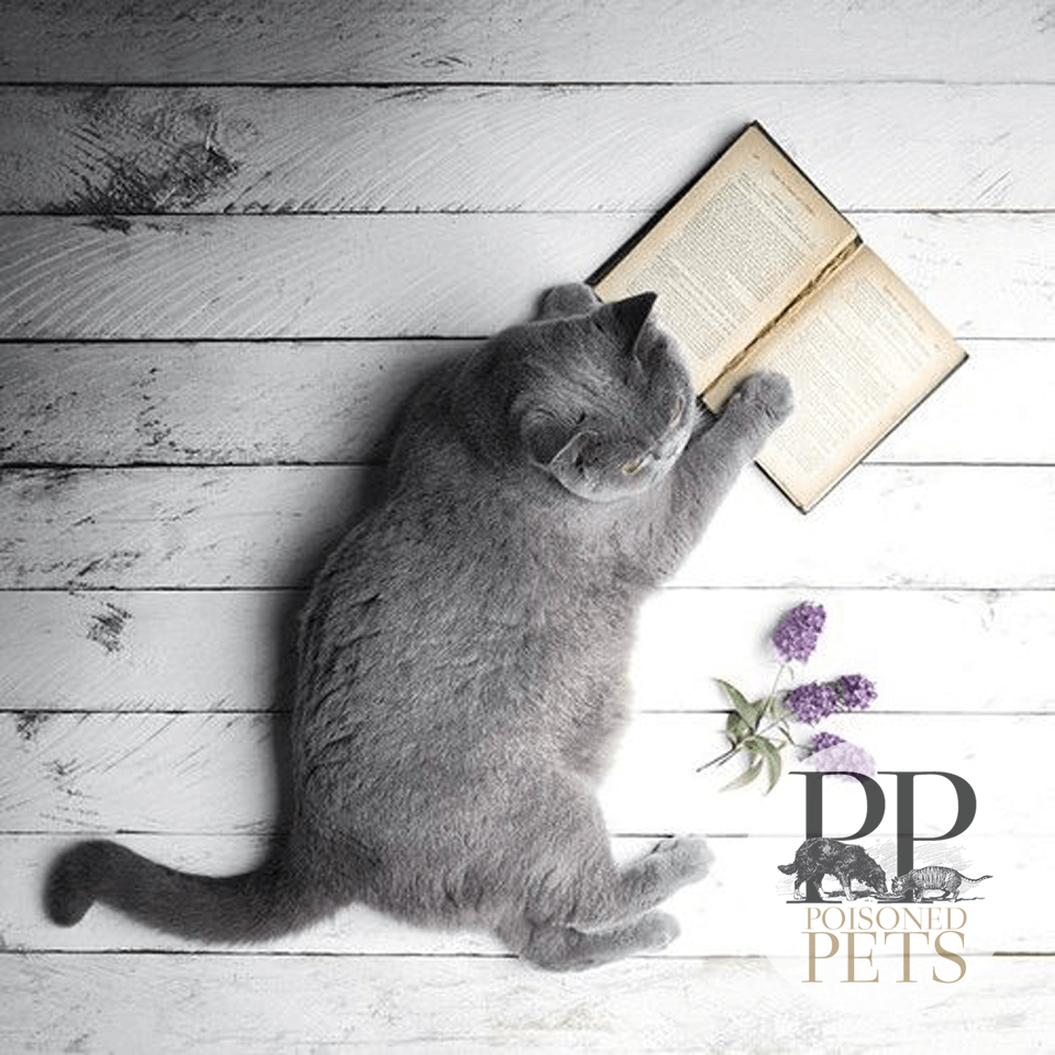 picture-books-reading-cat