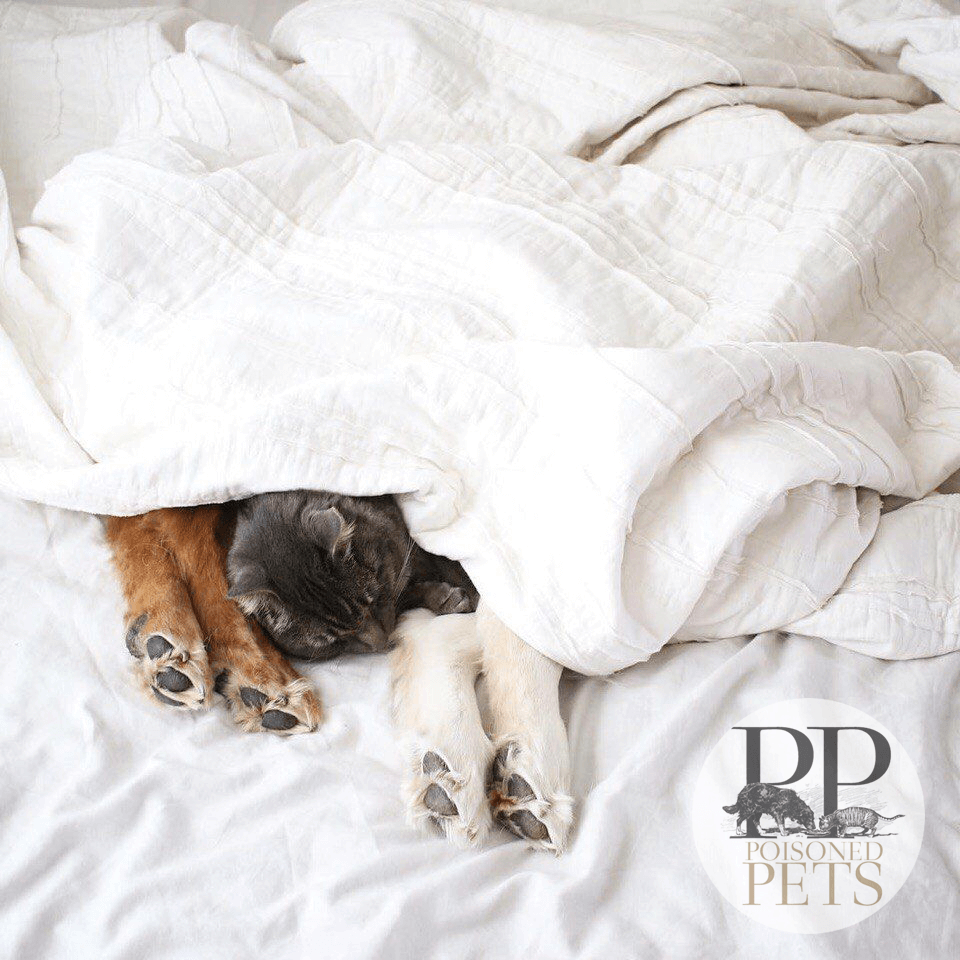 Cat-and-dogs-snuggling-in-bed