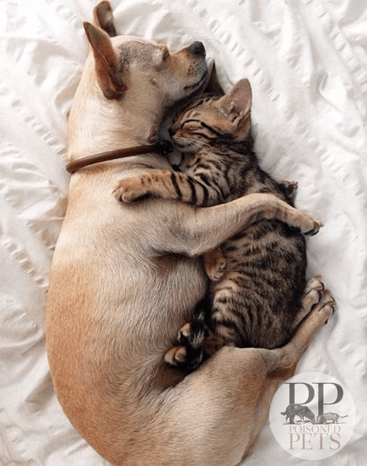 dog-cat-cuddling-cute-animal-friends
