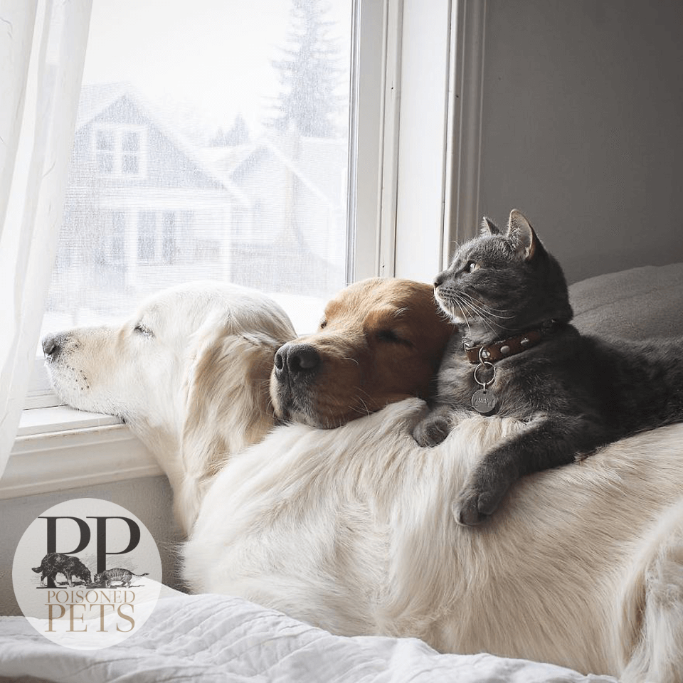 dogs-and-cat-snuggle-at-the-window-on-a-bed