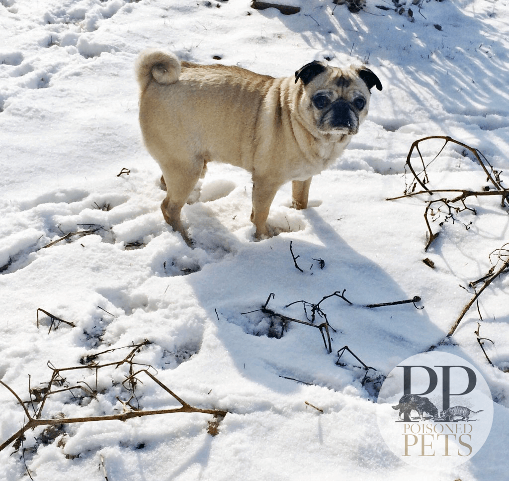 Cute-pug-in-snow