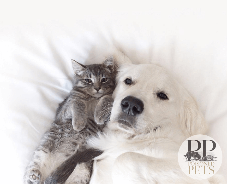 dog-and-cat-snuggle-on-bed