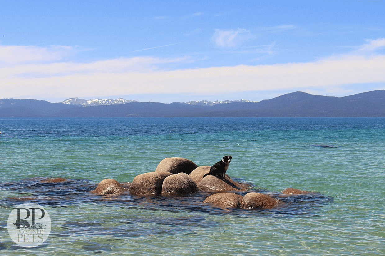 Tahoe-Dogs-Lake-Water-Swimming
