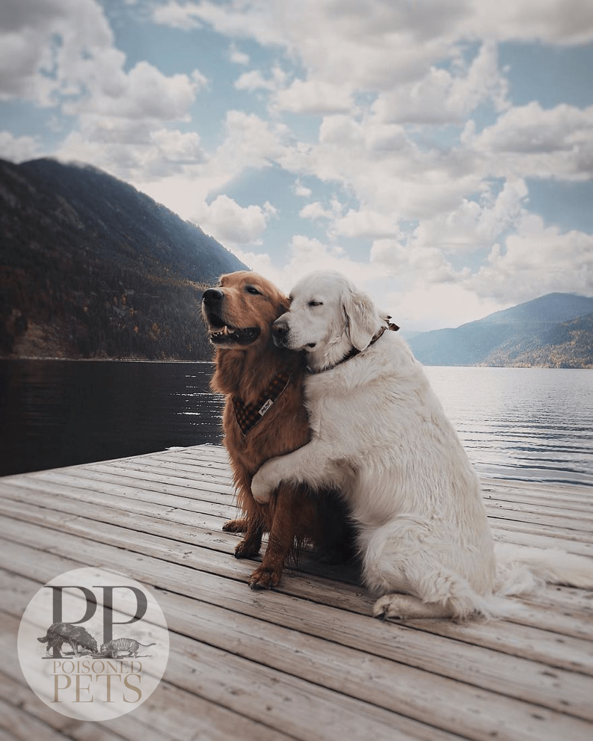 friendship-dogs-best-friends