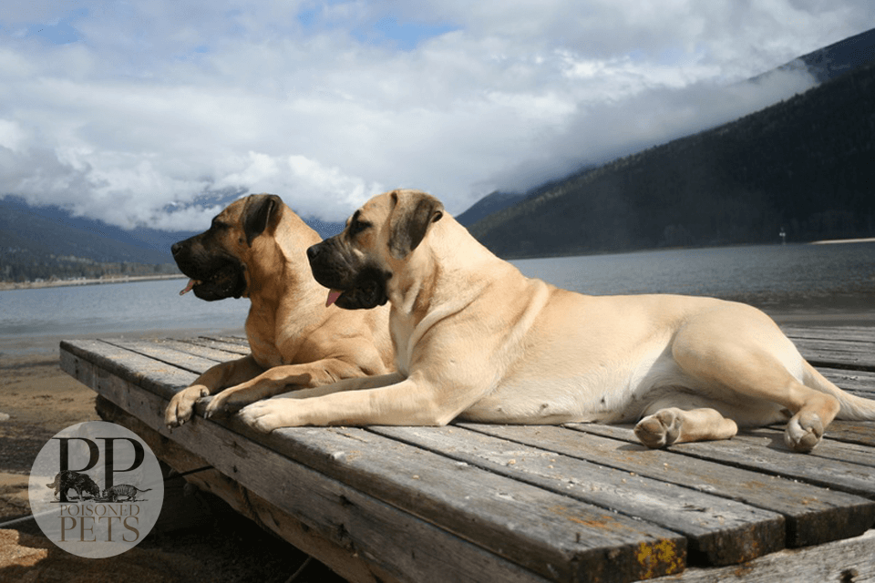 big-dogs-by-lake