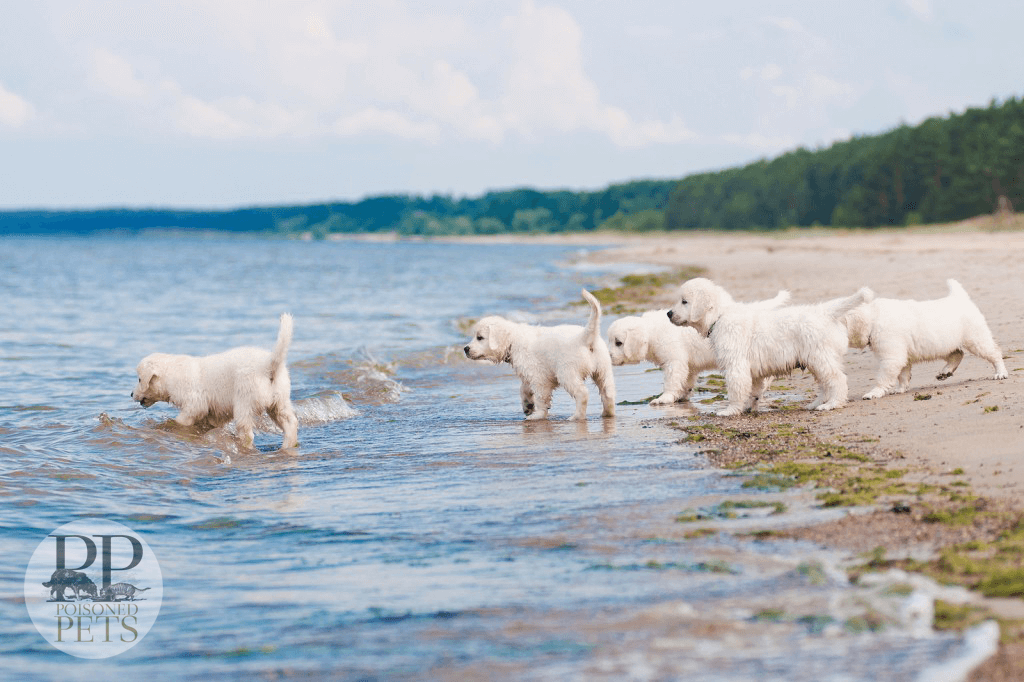 golden-retriever-puppies-at-the-ocean-beach