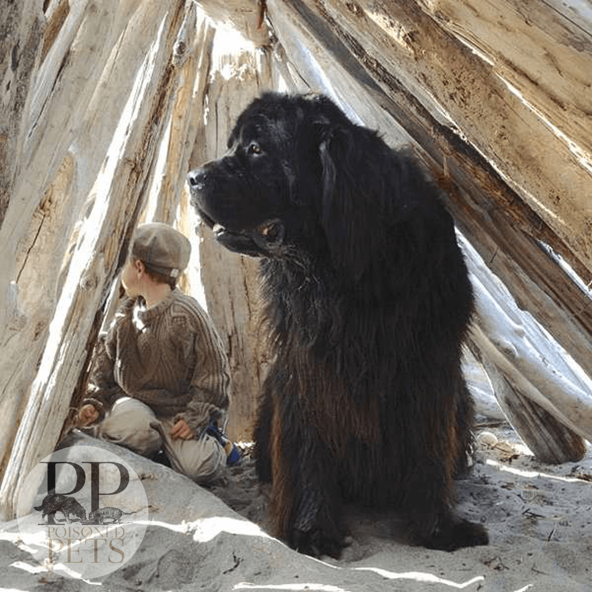 boy-dog-beach