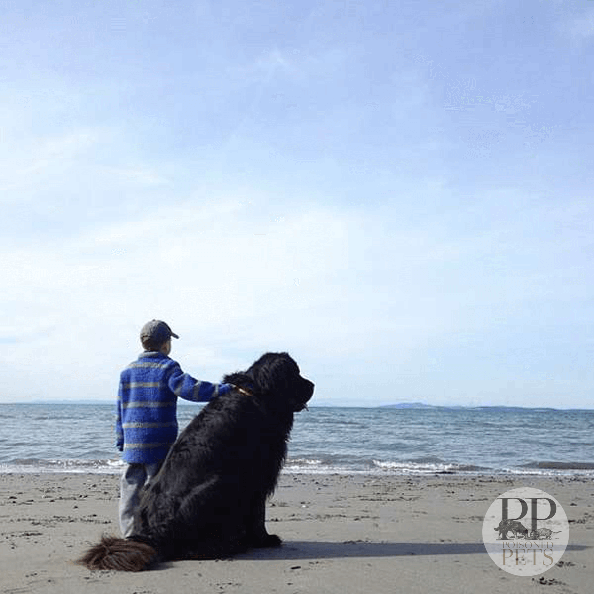 dog-boy-beach-ocean