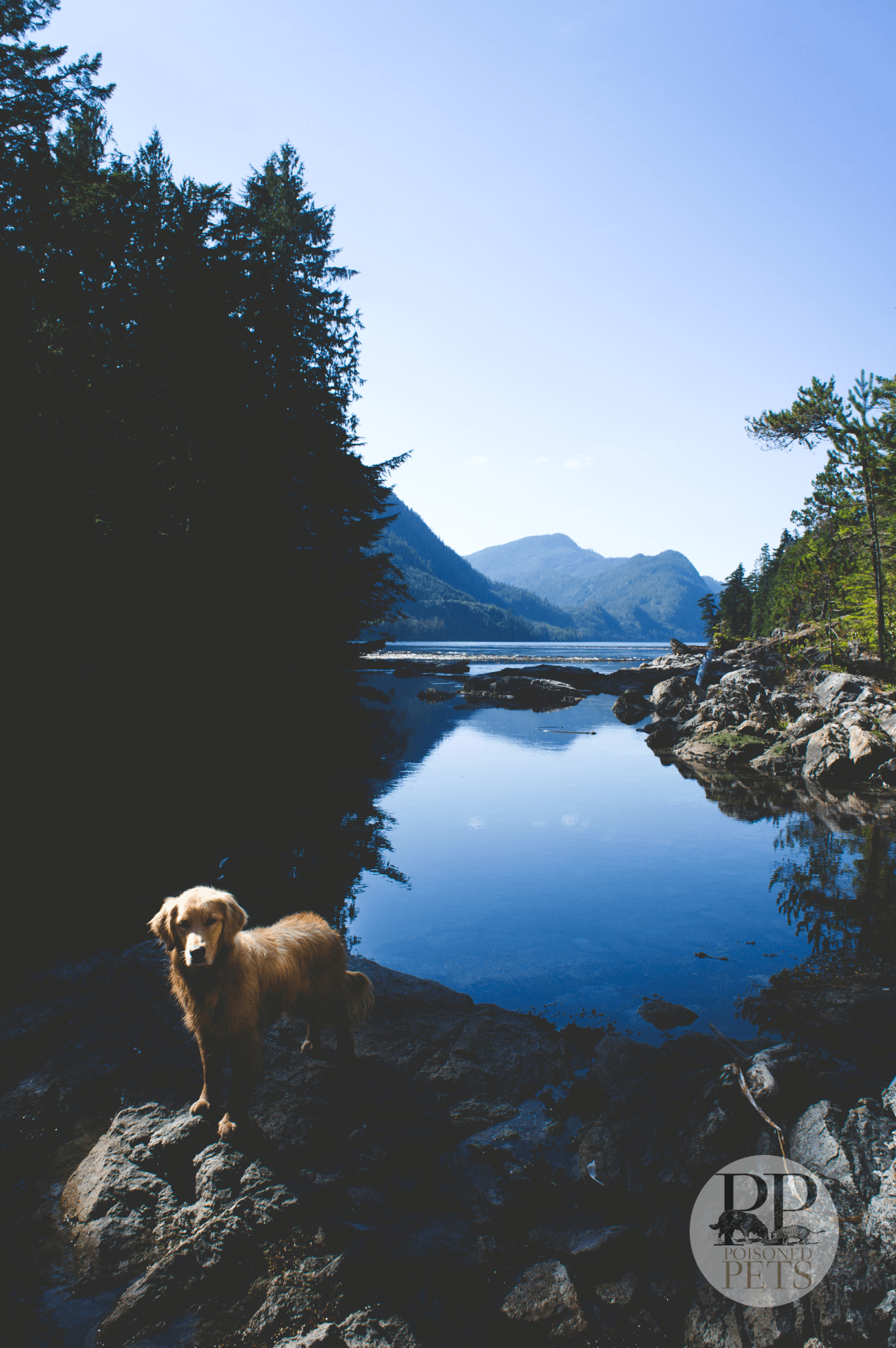 dog-lake-sunshine-sky-lab