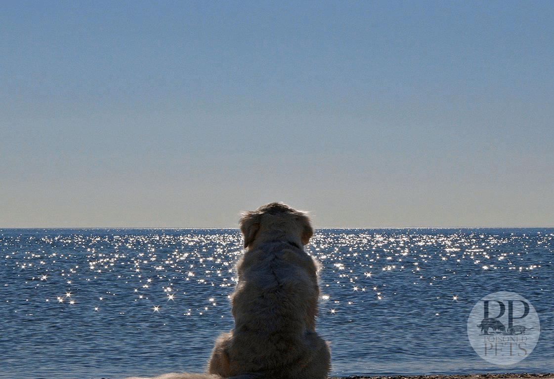 dog ocean sky