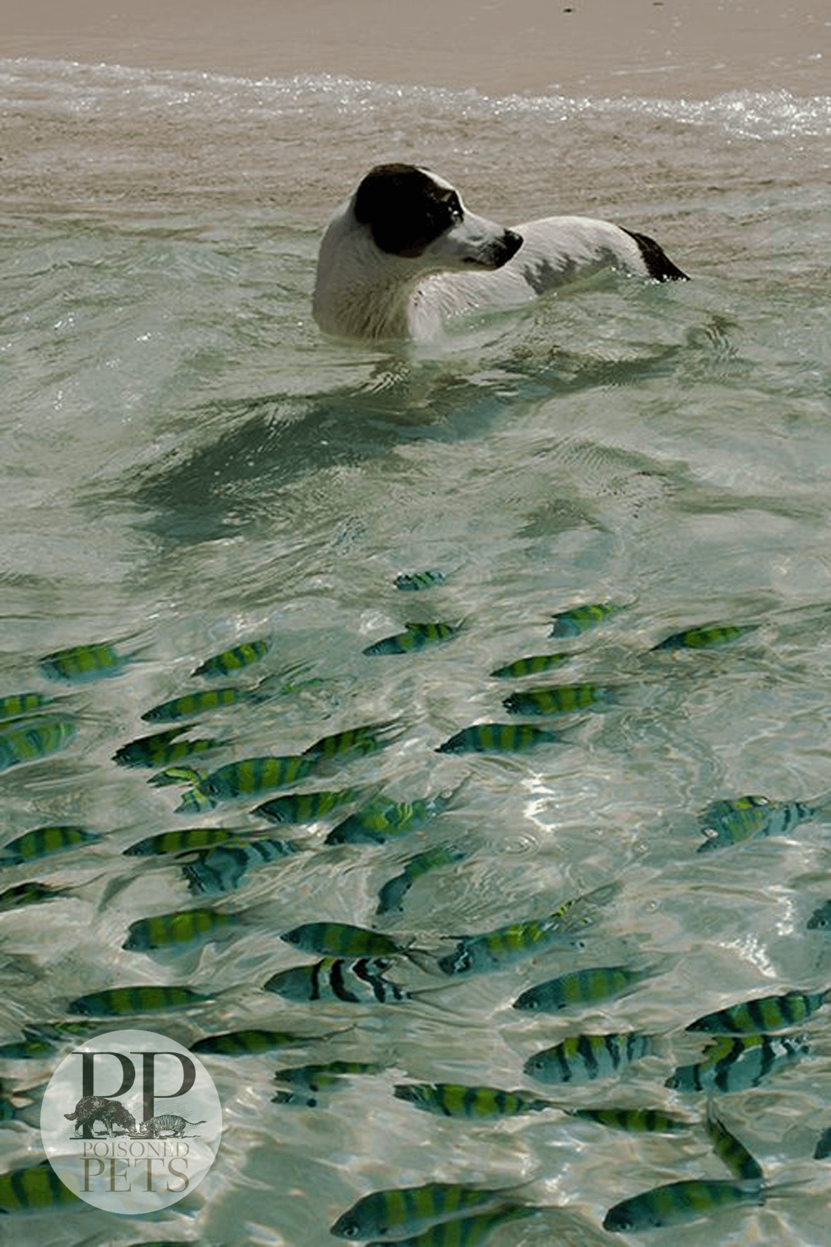 dog-ocean-water-beach-fish