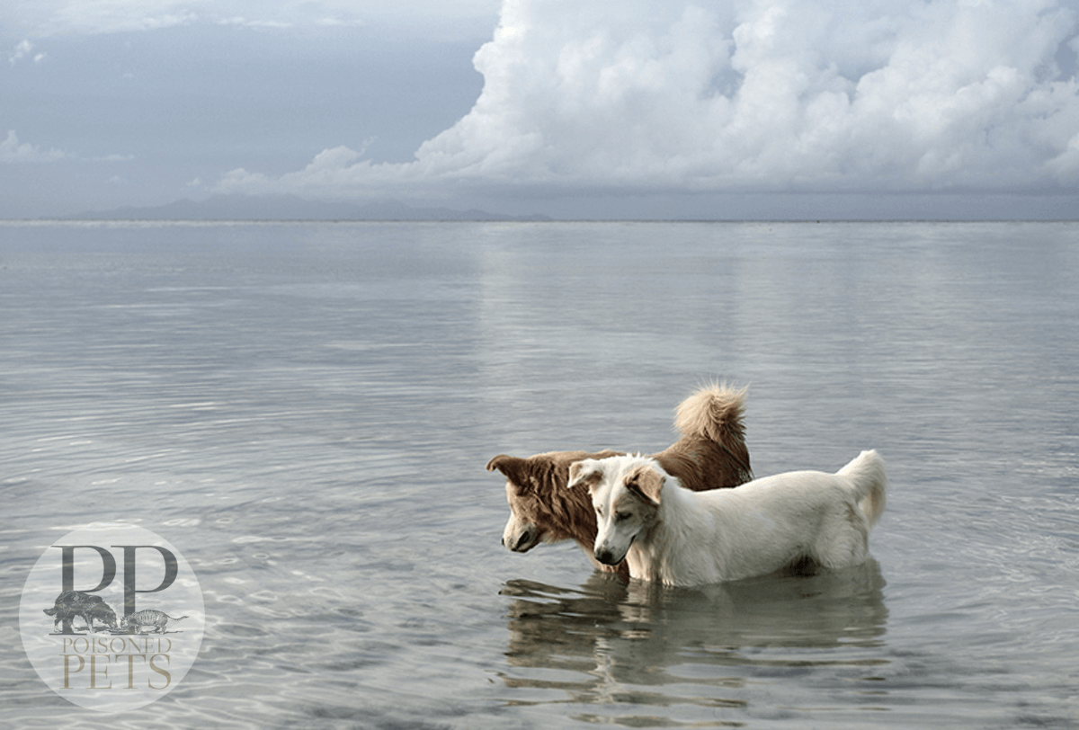 dogs swimming searching for fish water ocean