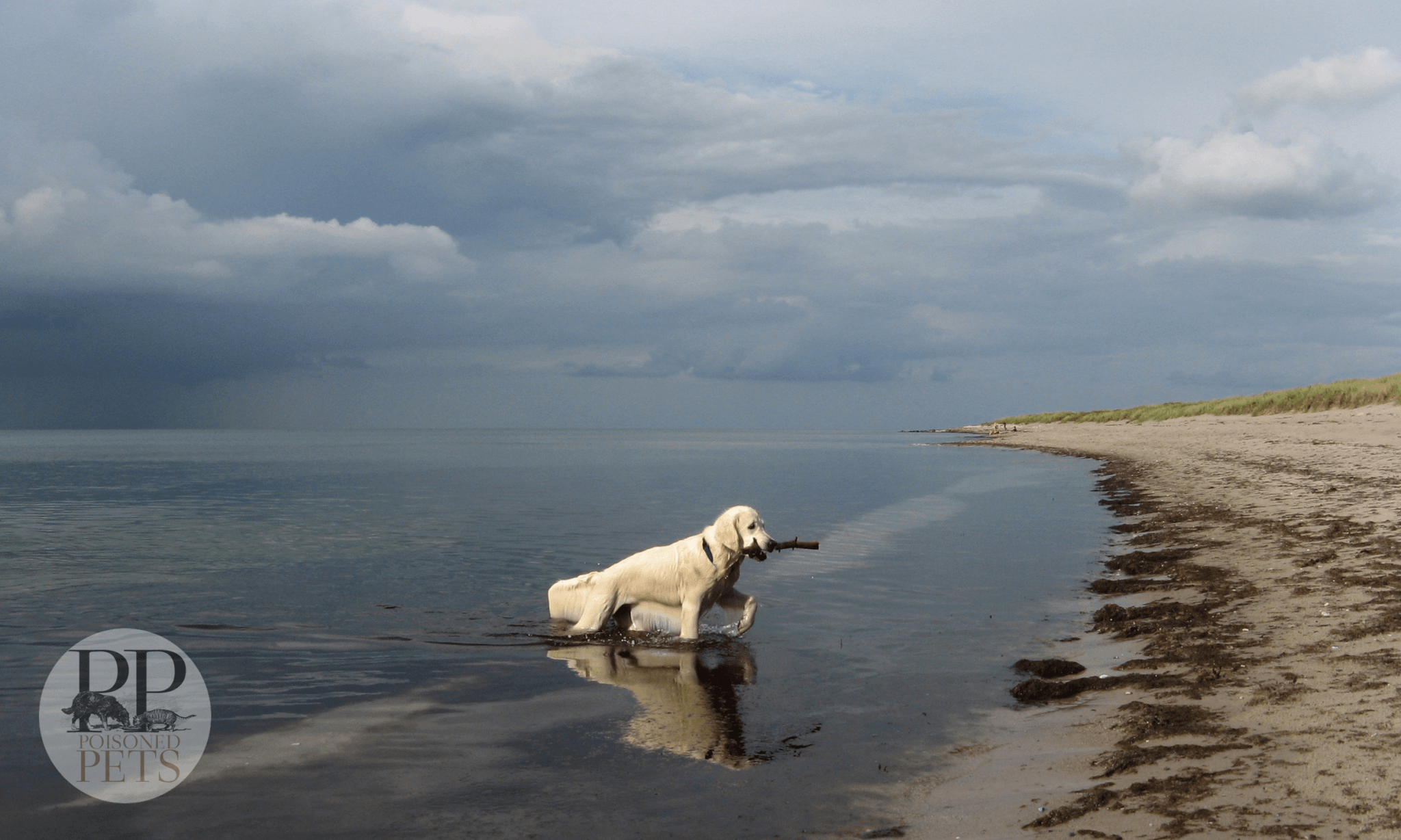 playful-dog-animals-beach-beautiful-clouds-cute-dog-dogs-lovely-nature-ocean-playful-sand-sea-sky-sweet-white-landscape