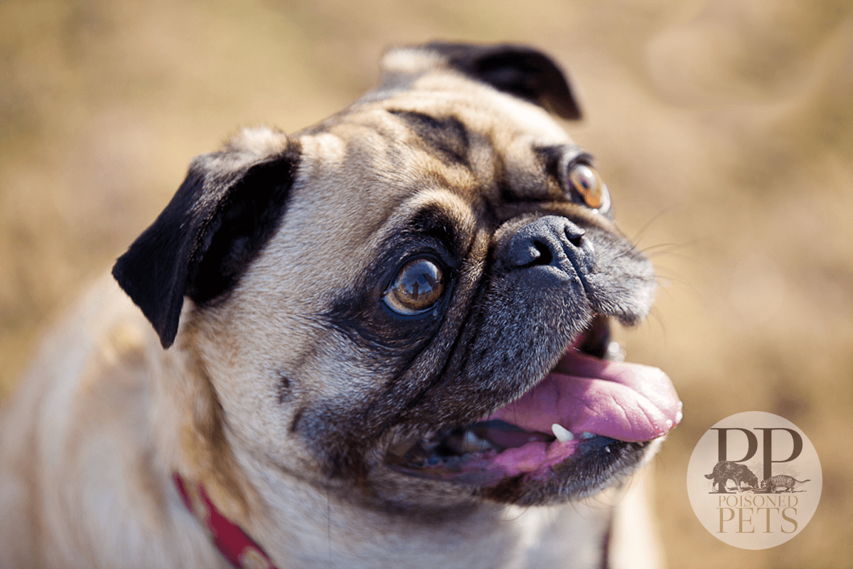 pug dog