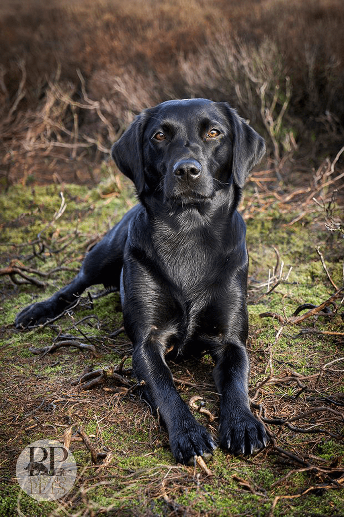 Black-Lab-darwin's-recall-raw-dog-food