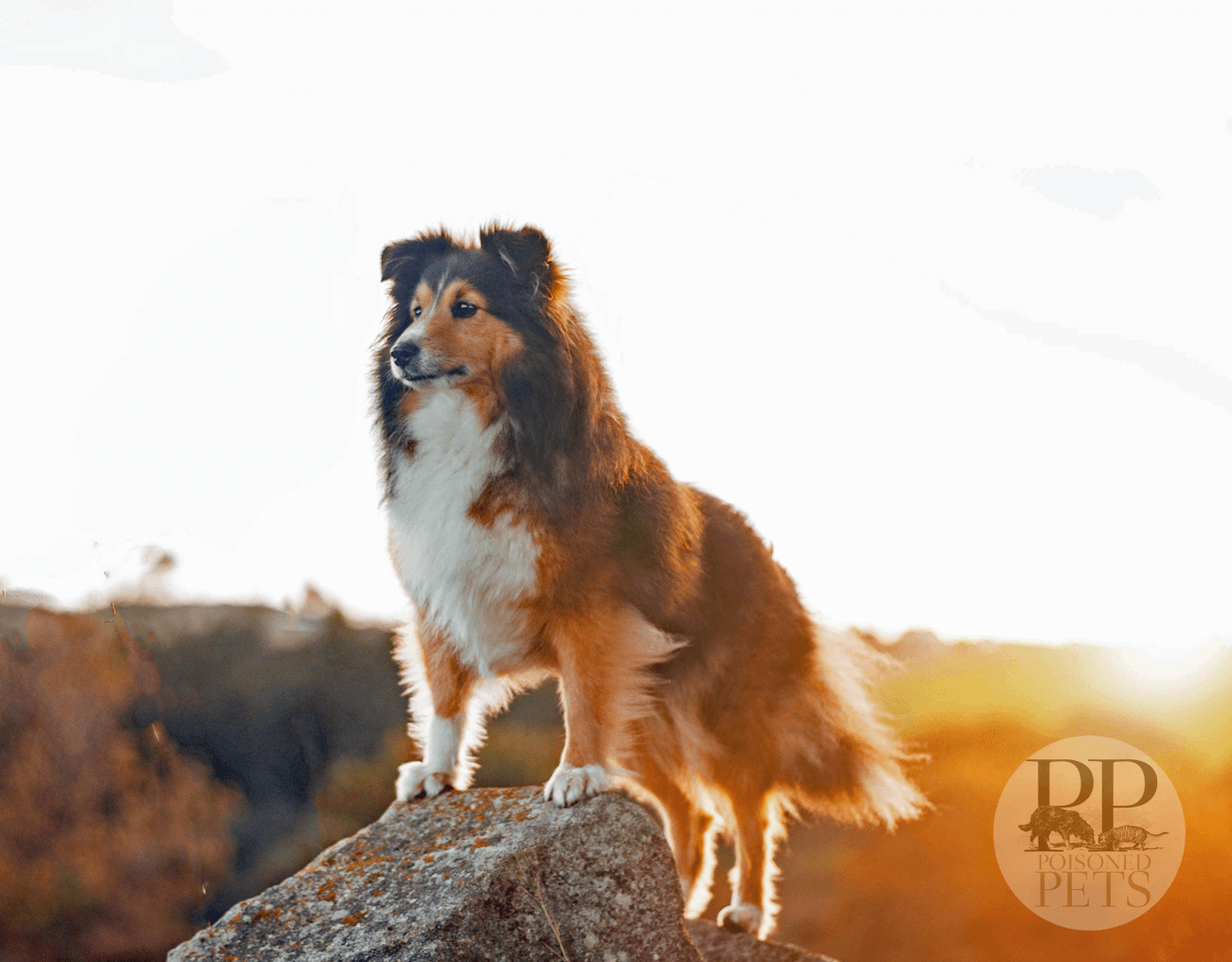 Collie-sunset-sunny-dog-food-recall-treats-chews-redbarn