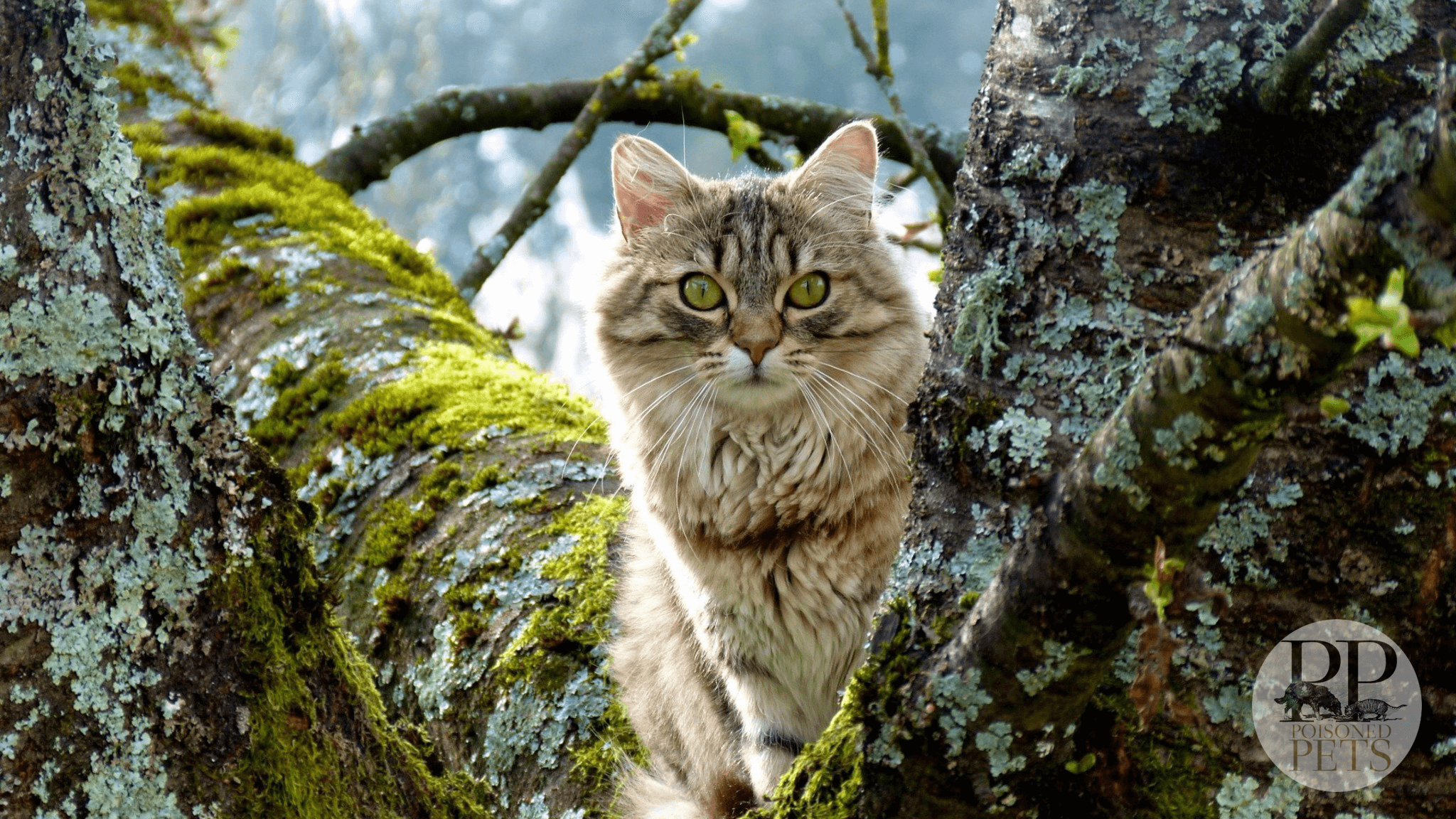 animals-cats-feline-kittens-nature