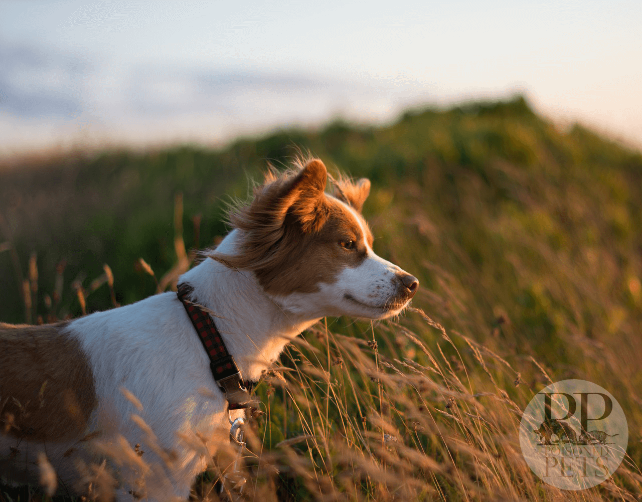 cute-dog-sunshine-grass-pretty-cute-dog-food-recall