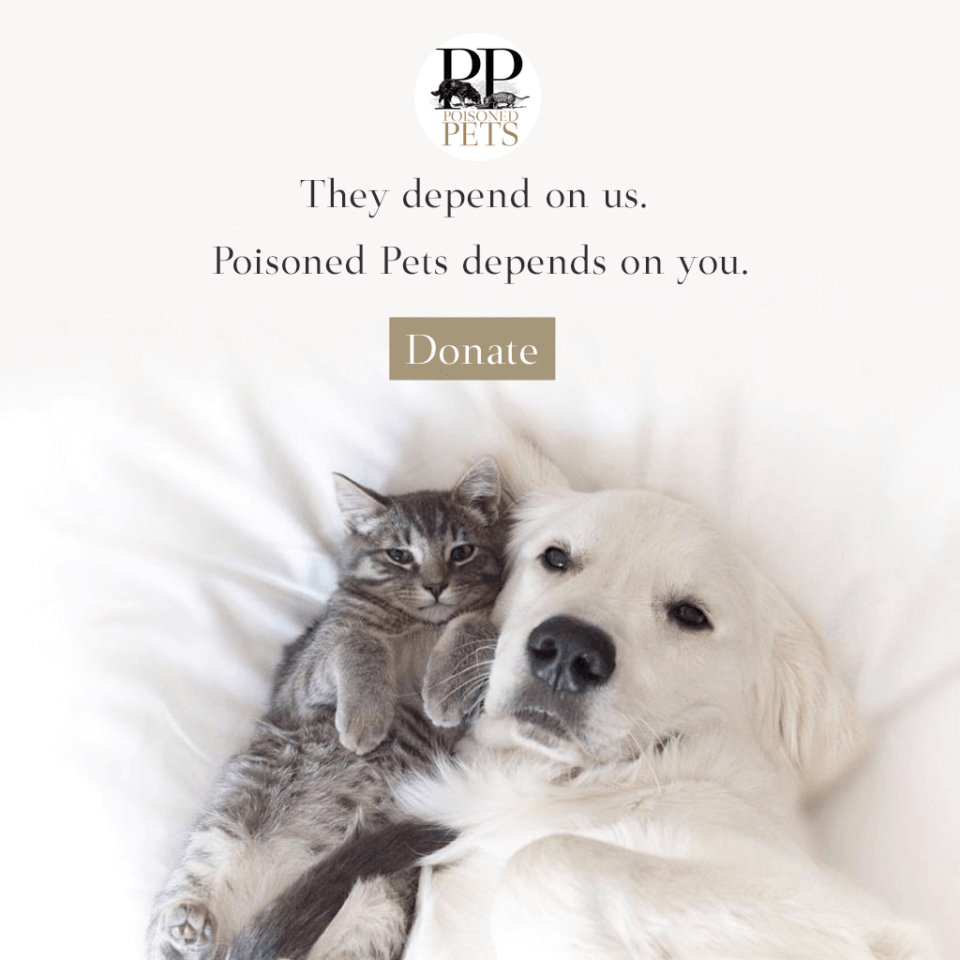 dog-and-cat-snuggle-plea