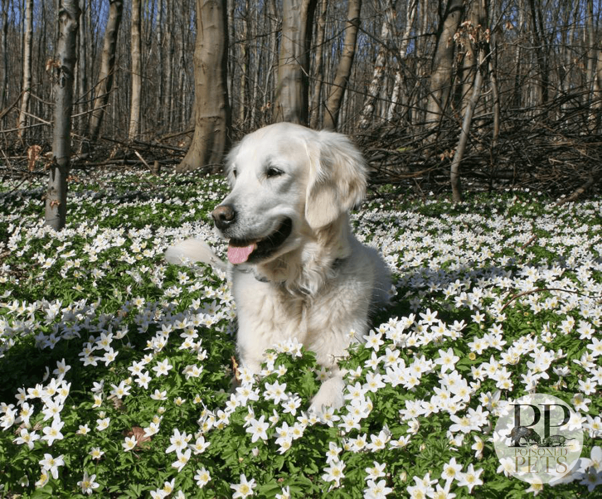 dog-lab-sunshine-spring-flower-pet-food-recall