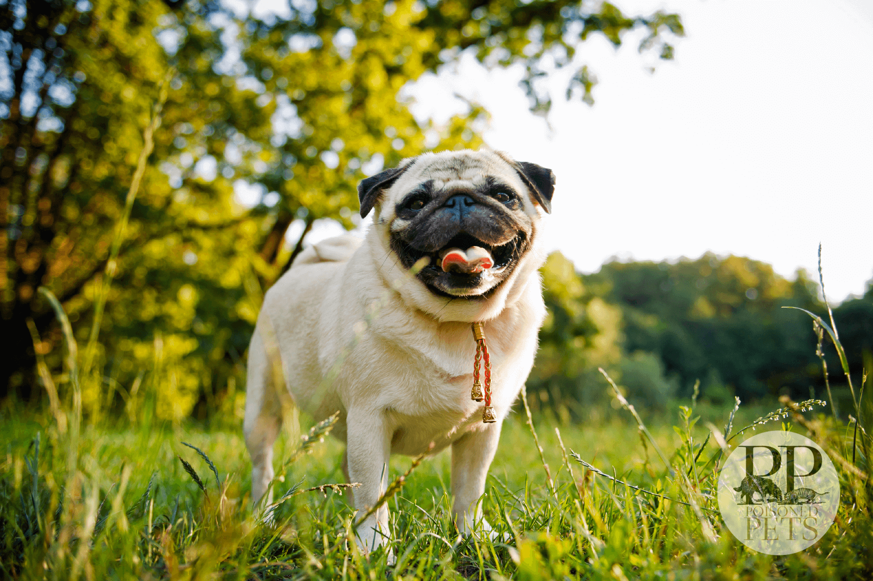 pug-sunshine-outdoors-grass-sunny-dog-food