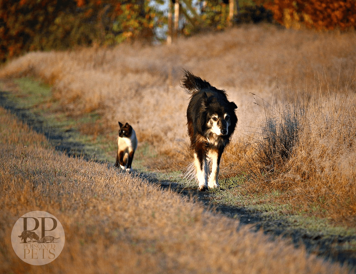 Cat-with-Dog-walking-together-raw-meat-pet-food-problem-happy-pets-poisoned-pets