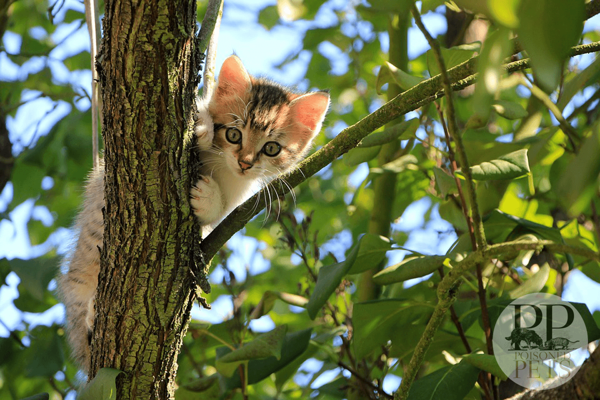 adorable-kitten-in-tree-darwin's raw pet food killed kitten