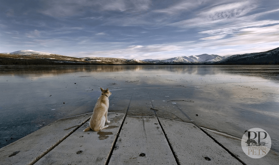 dog-looking-across-a-lake-sad-lonely-sunset-