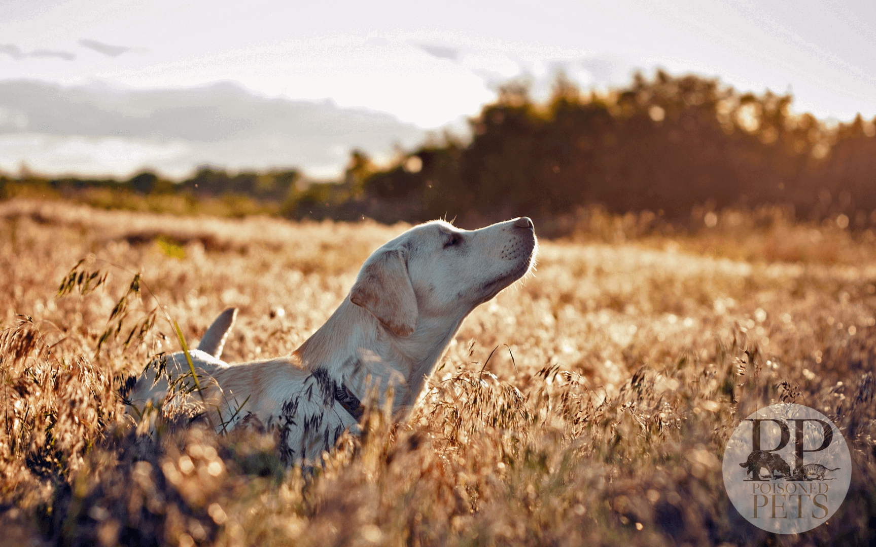 dog_labrador_face_grass_walking_sunshine-happy-sunny-lab-dog-food-recall-poisoned-pets