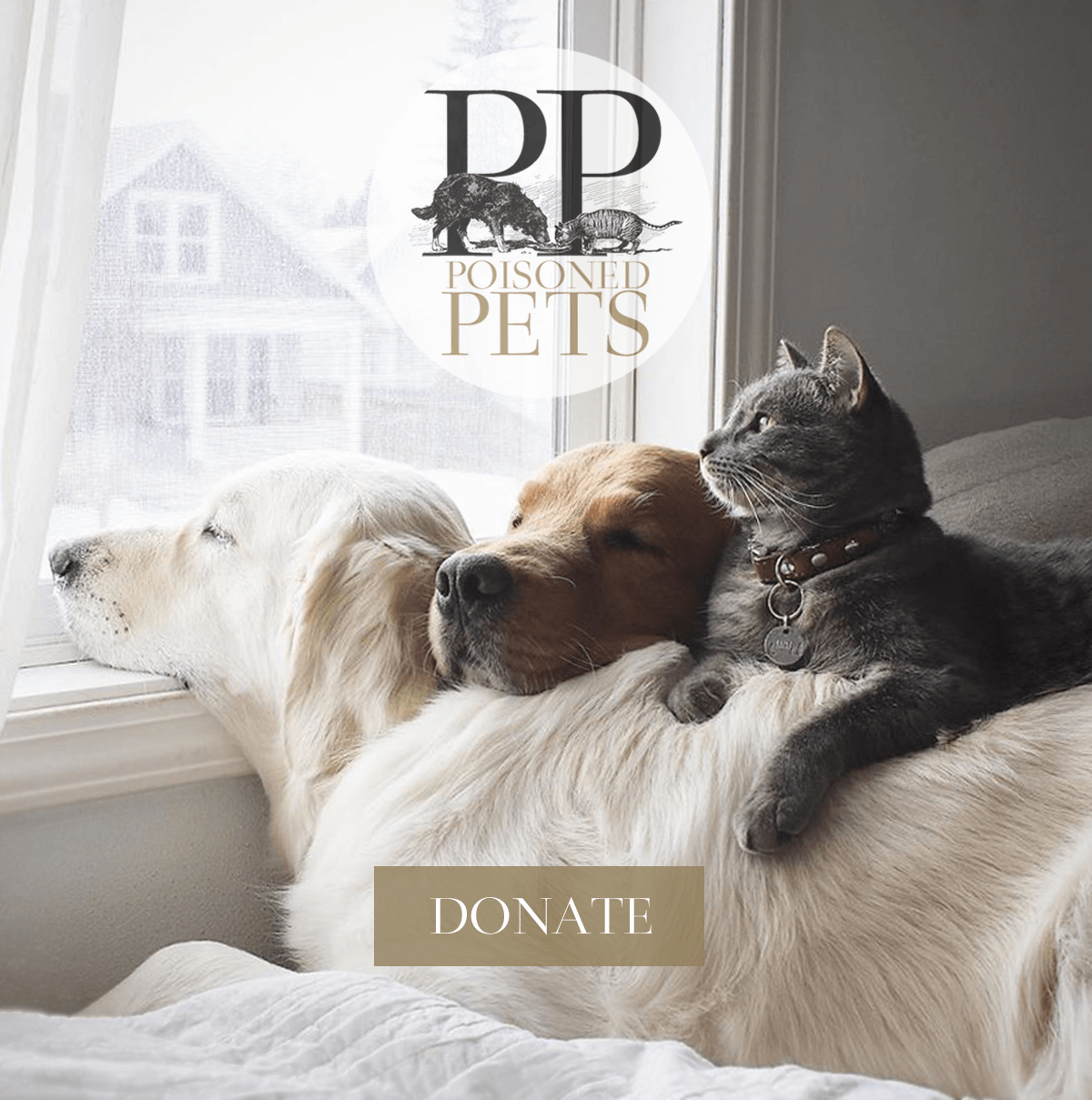 donate-trio-cats-dogs-poisoned-pets-snuggle-cuddle-pets-cute-pet-food-fundraising
