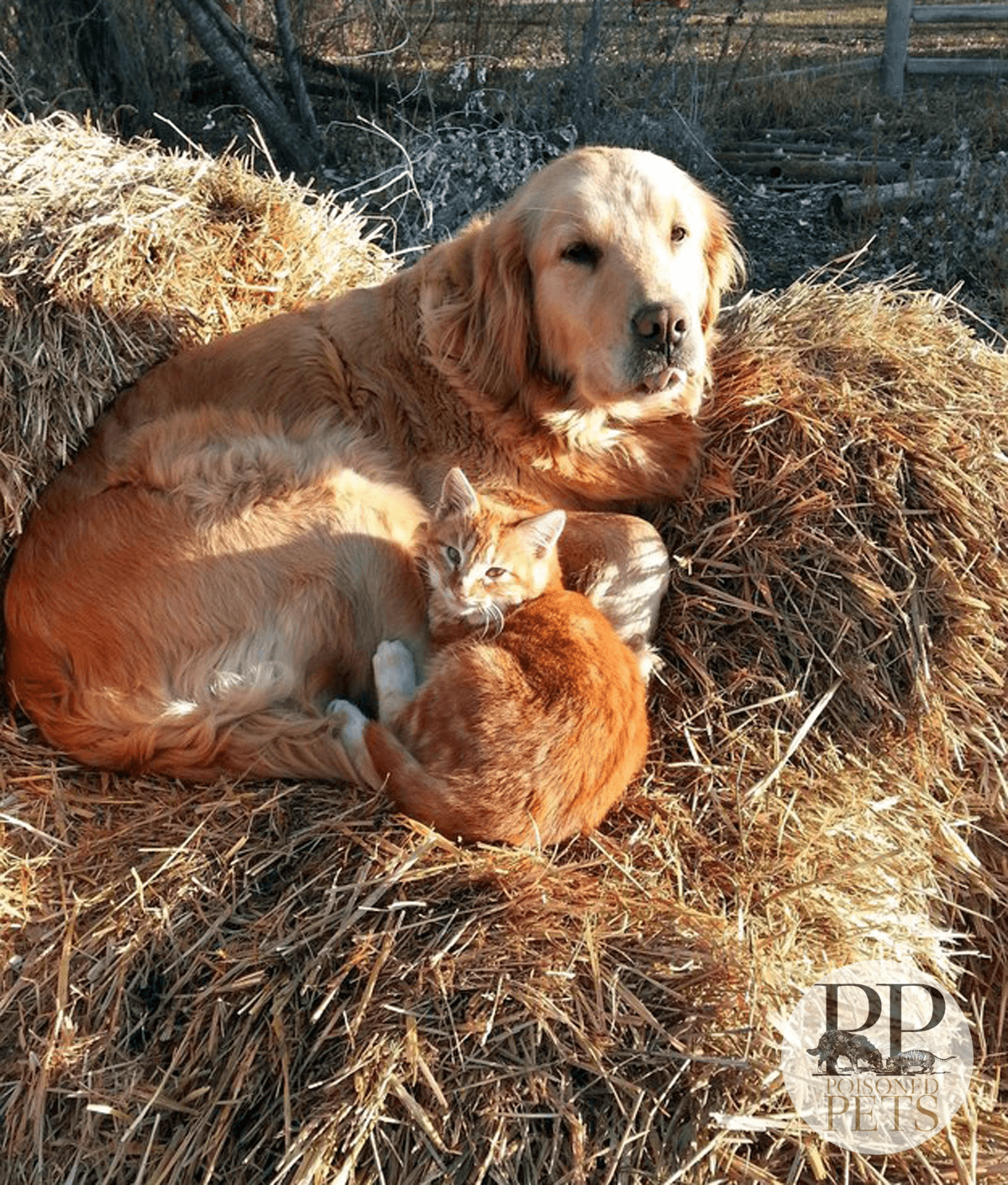 dog-cat-farm-sun-hay-cute-snuggle-sunshine-pet-food