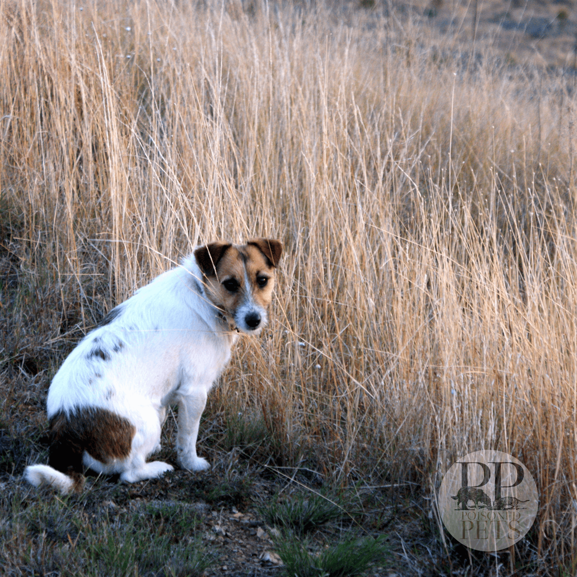 dog poisoned pets dog food dog food safety mollie morrissette