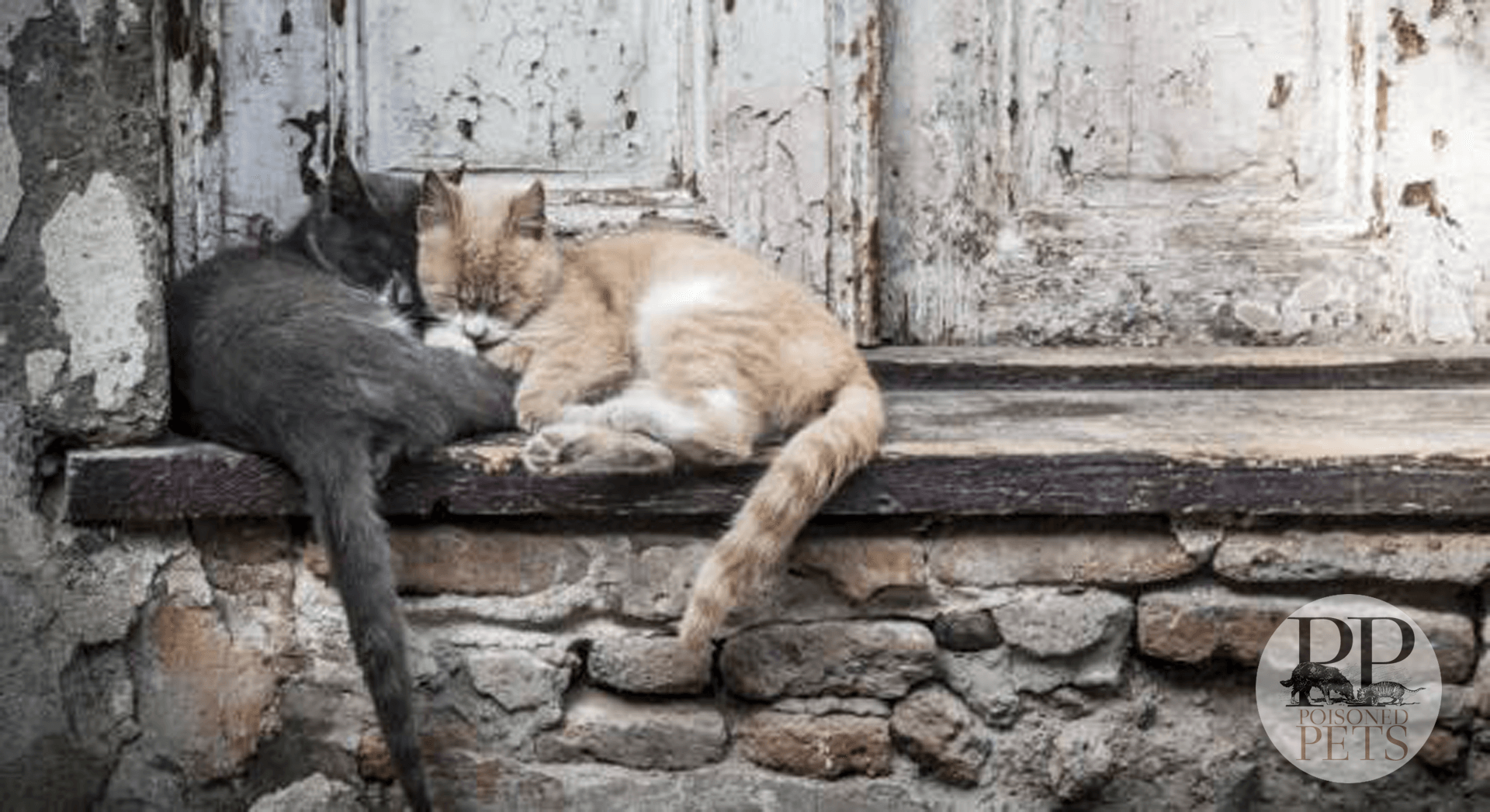 cats-snuggling-poisoned-pets-petfoodsafetynews-cat-food