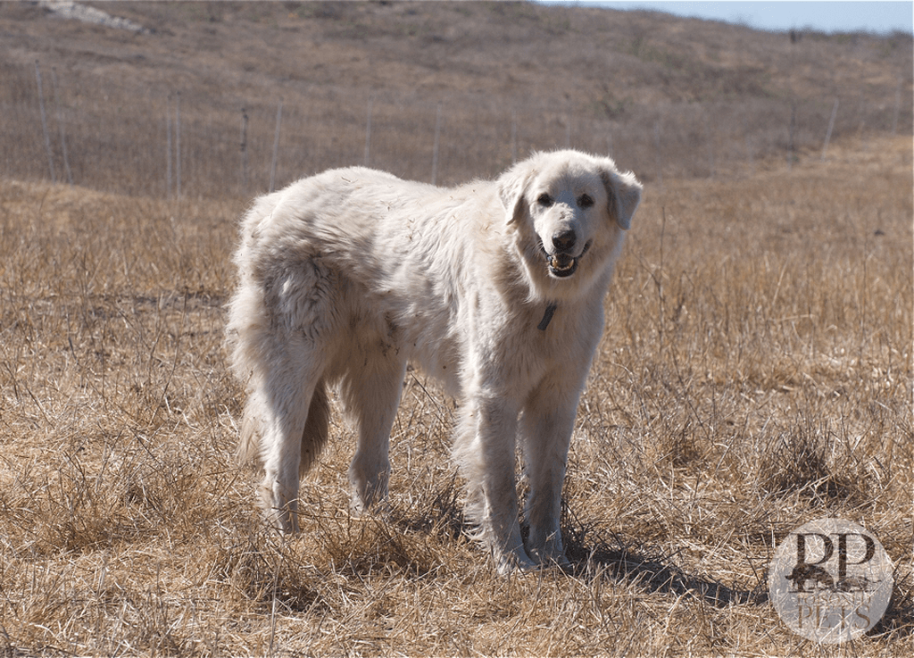Akbash-dog-in-field recalled dog food vitamin D fda hills sunshine mills