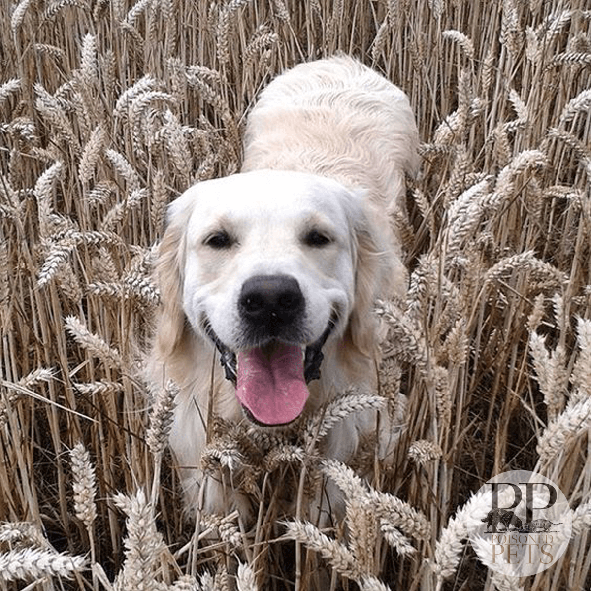 lab-in-wheat-field-vitamin D-toxicity-dog-food-recall-hill's-canned-food