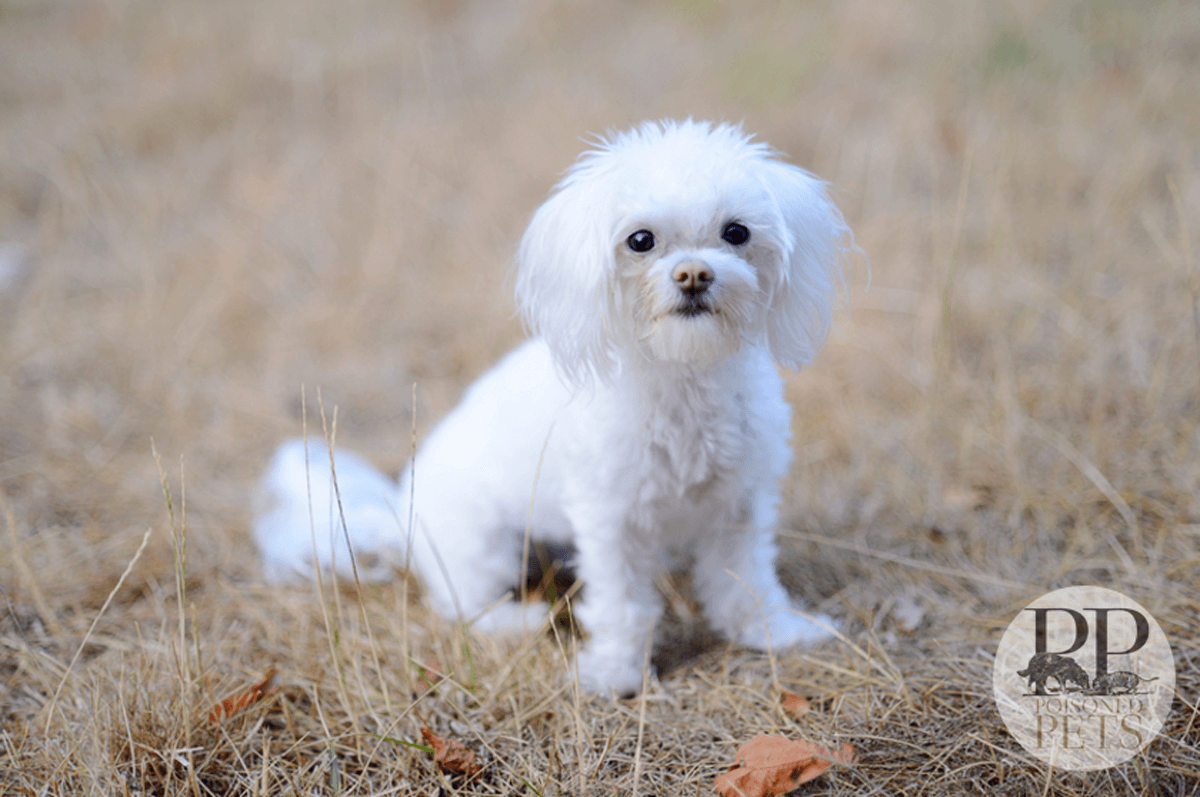poor-little-poodle hill's dog food vitamin d recall