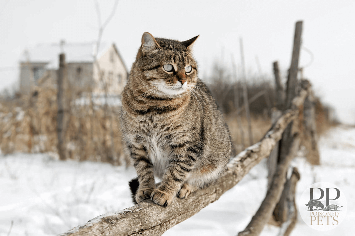 Cat_Outside_Snow