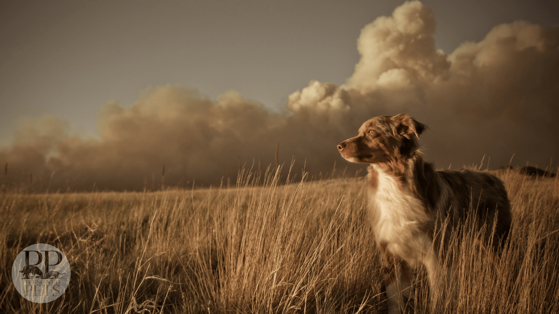 recall dog food darwin's lonely_dog_in_the_windy_field_clouds