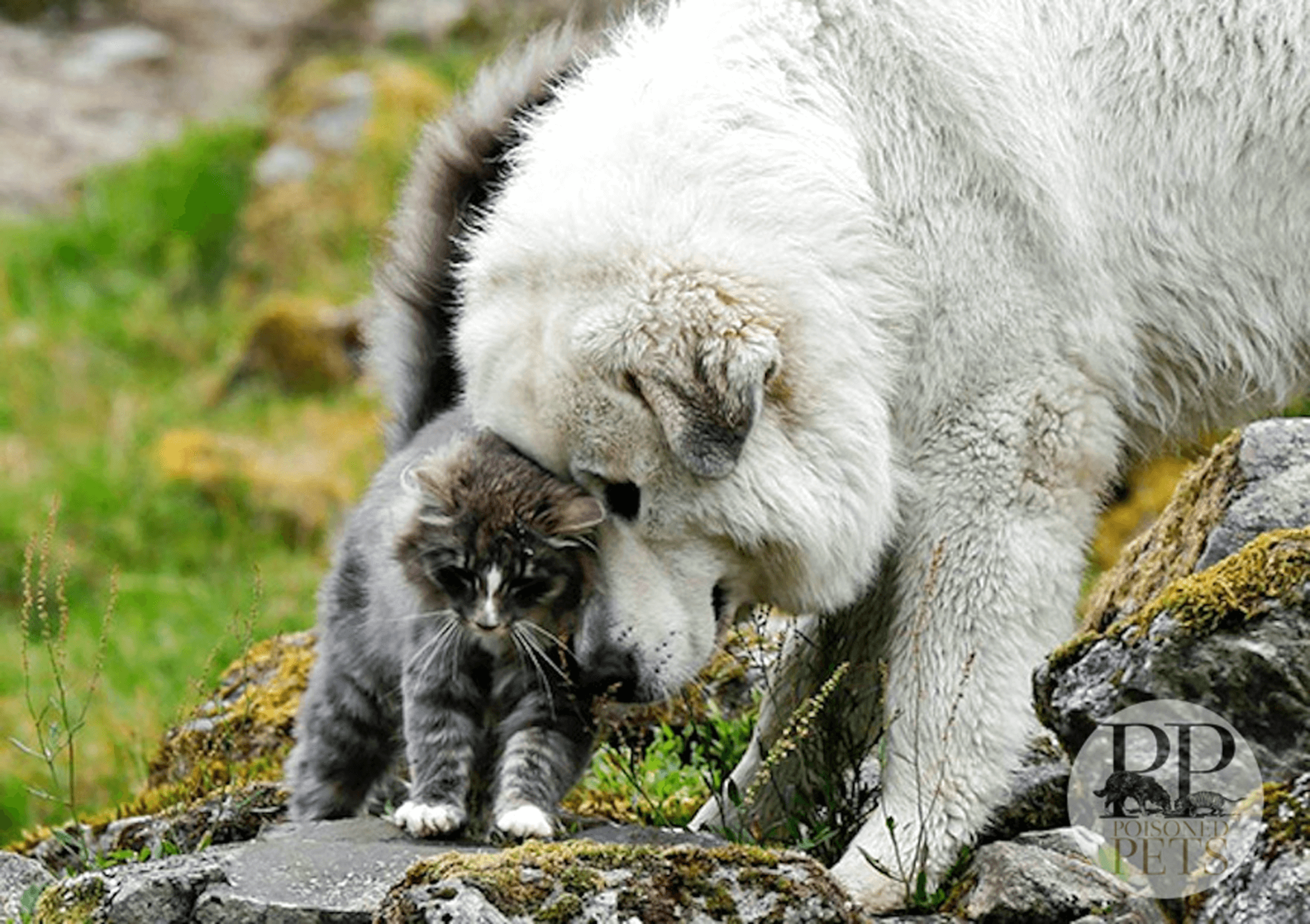 cats-and-dogs-getting-along