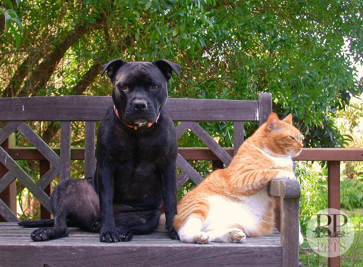 cat-and-dog-bffs