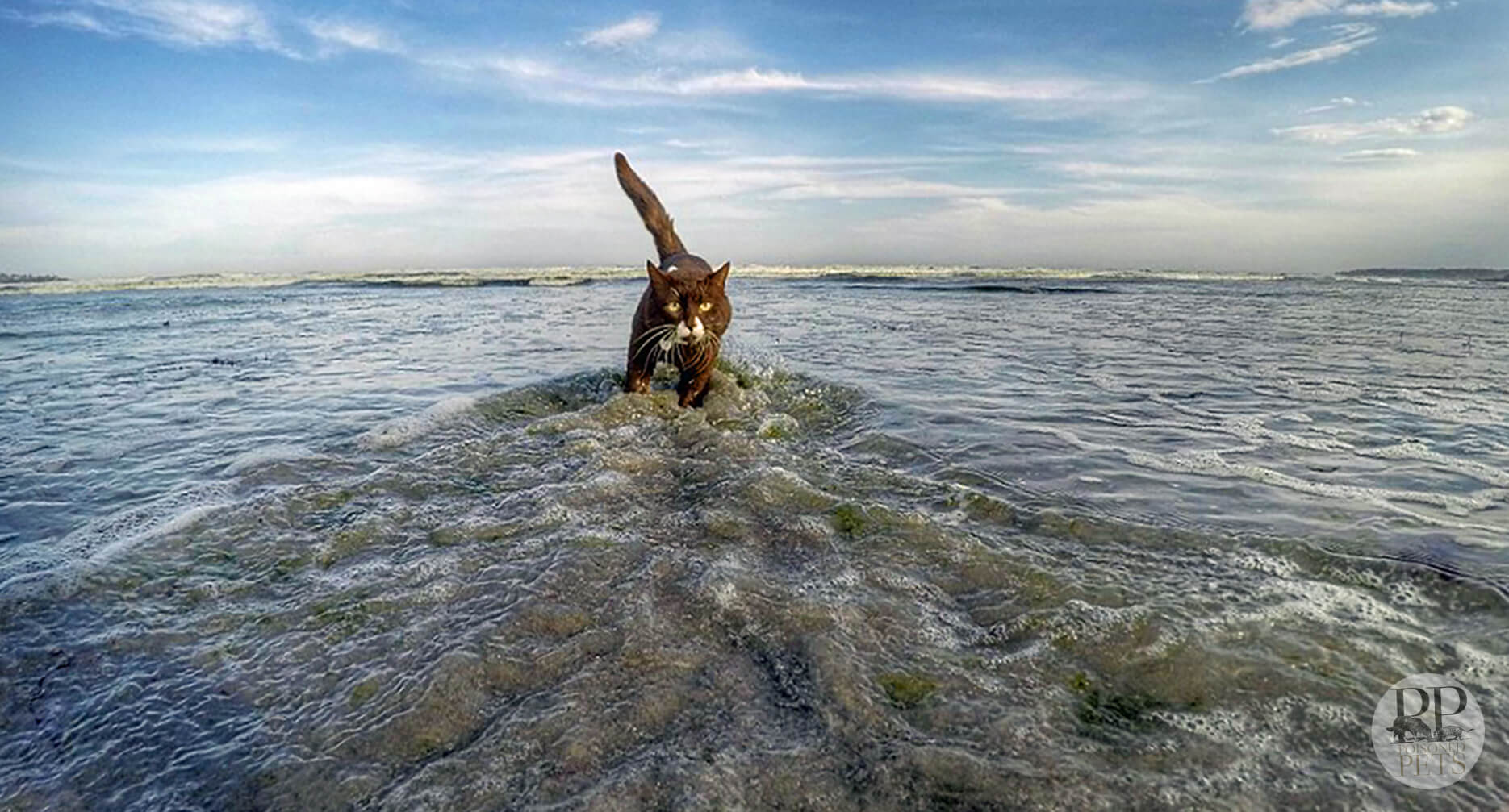 cat sea ocean fishing